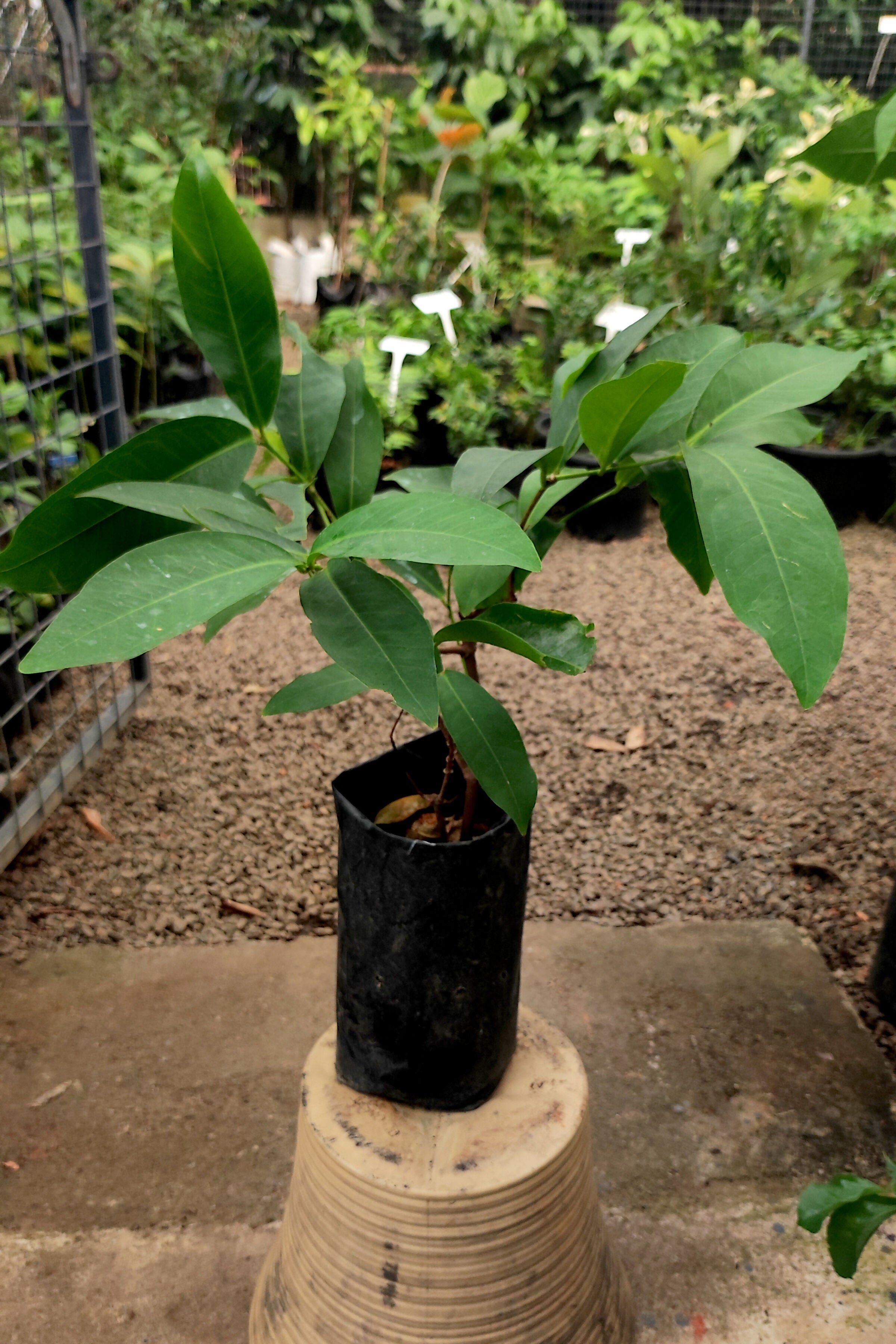 Bali Chamba Fruit Plants (Syzygium Samarangense)