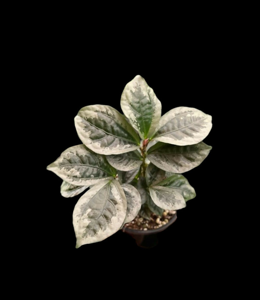 Elatostema Vittatum pilea