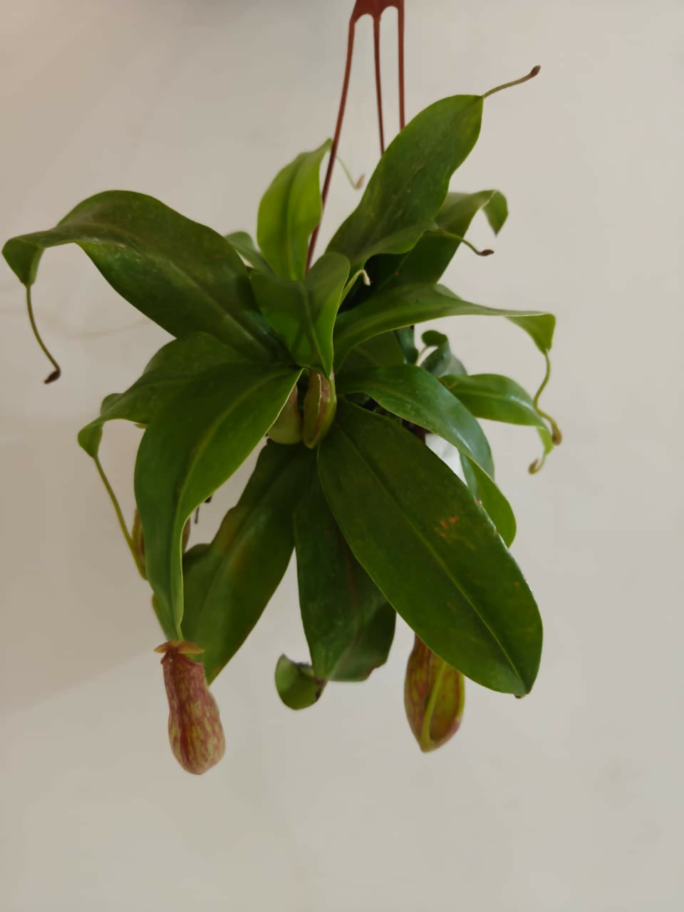 Nepenthes Pitcher Plant Insectivorous Plant Multiple Shoots