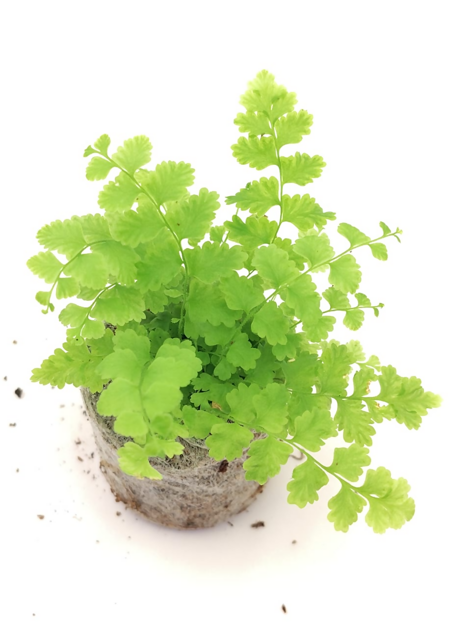 Nephrolepis exaltata 'Pom Pom'(Pom-pom fern)