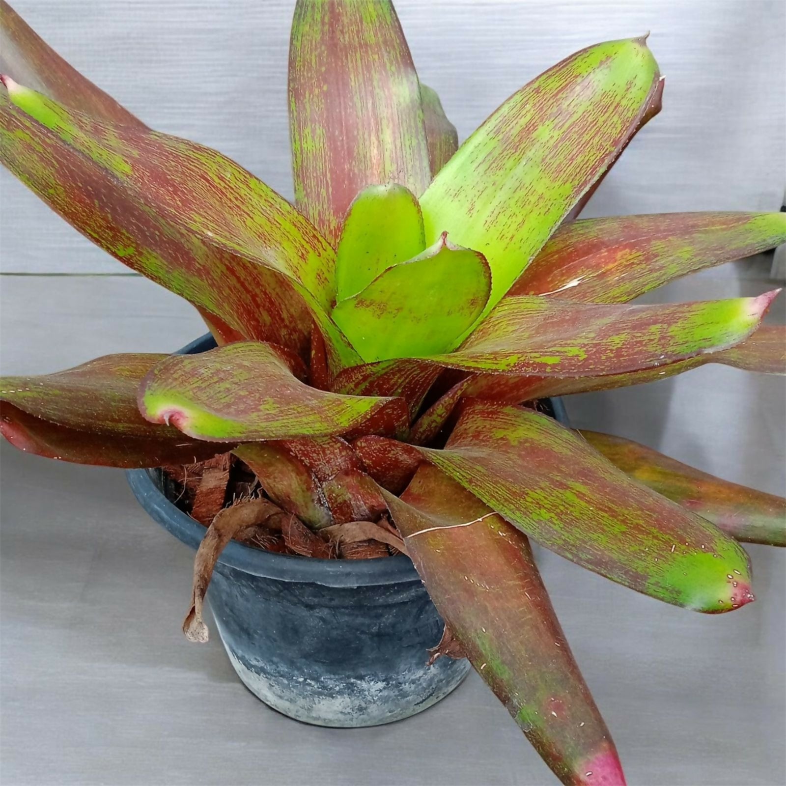 Bromeliad