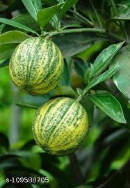 Variegated Bush Orange Plant - Live Fruit Tree - Fruit