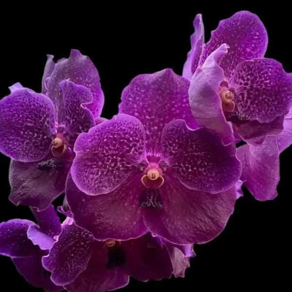 Vanda (VS-010) - Big Blooming Stage