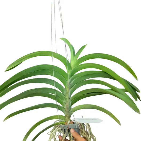 Vanda (VS-010) - Big Blooming Stage