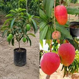 Banana Pink Mango Plant - Unique Fruit Variety - Keyfarm Wayanad