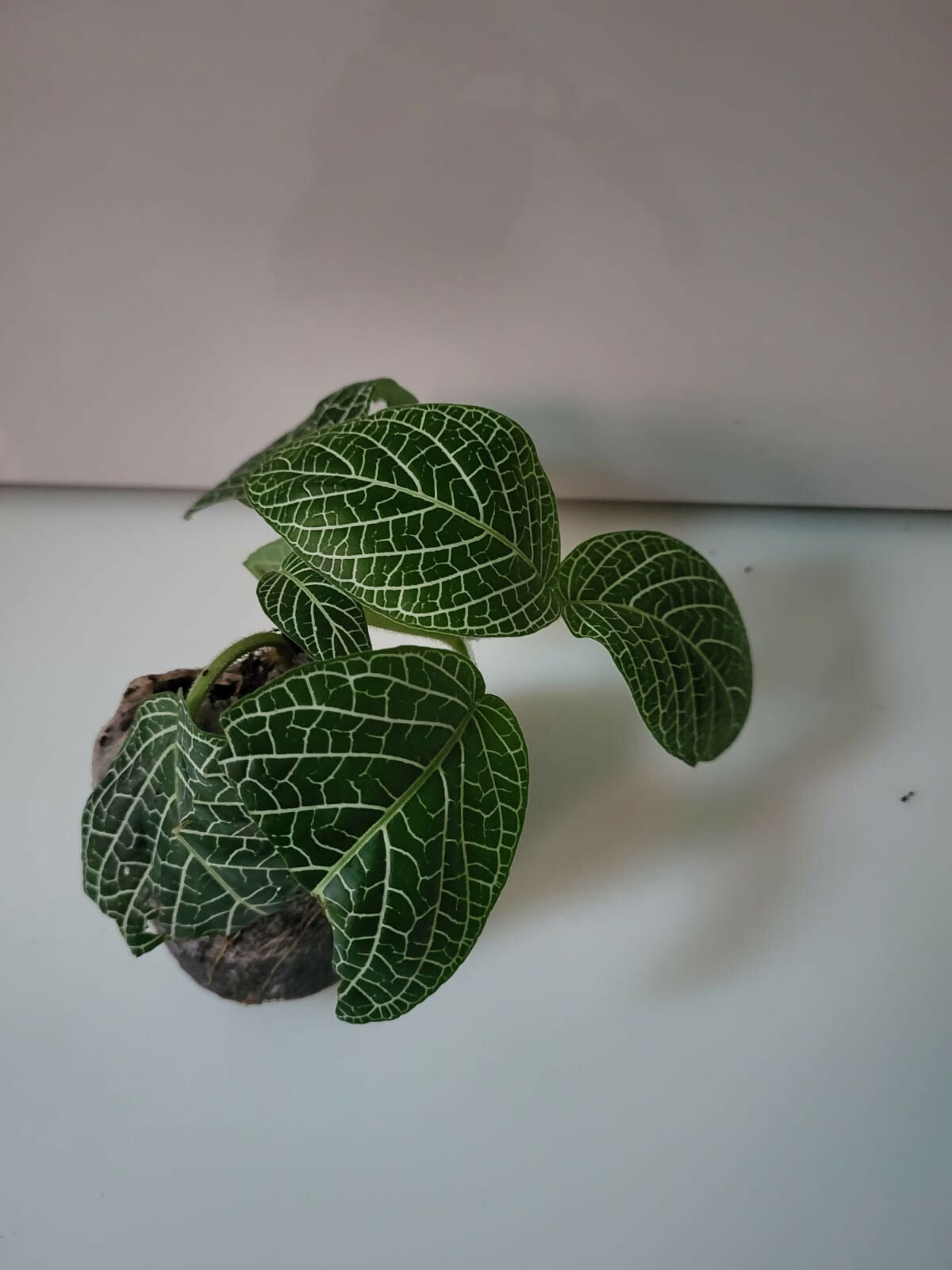 Detail of Fittonia Nerve Plant 'Red Anne' showing deep red and green foliage