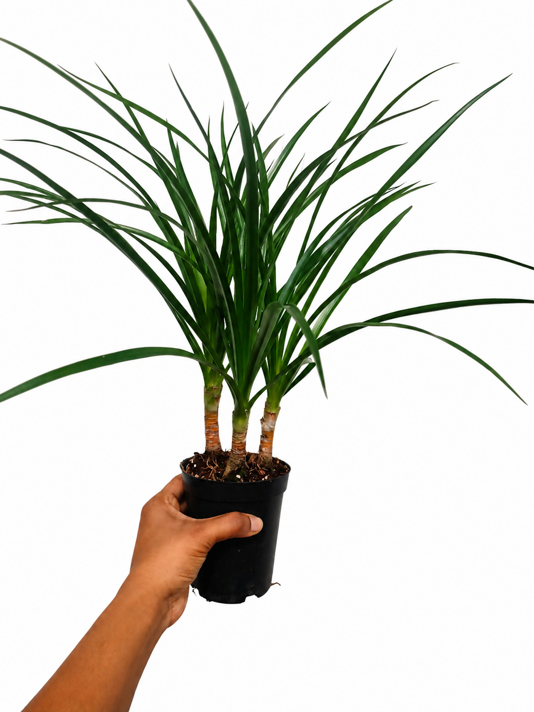 Dracaena Draco 3-Shoot Indoor Dragon Tree Plant