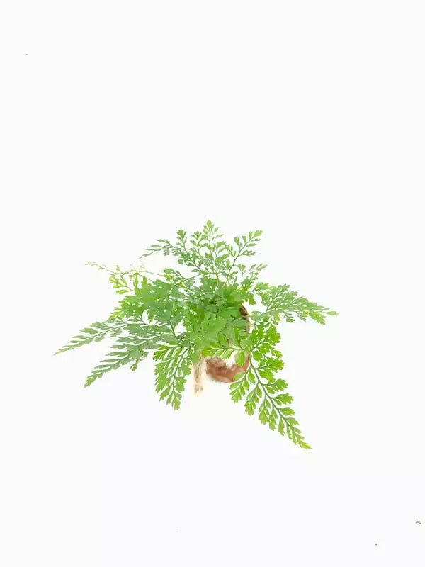 Rabbit's Foot Fern foliage detail – healthy tissue culture houseplant – Foliages India