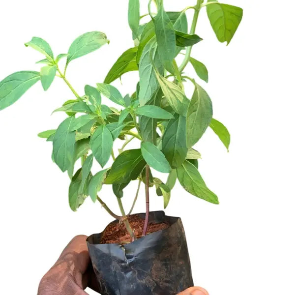 Vicks Tulsi (Mint Tulsi Plant)