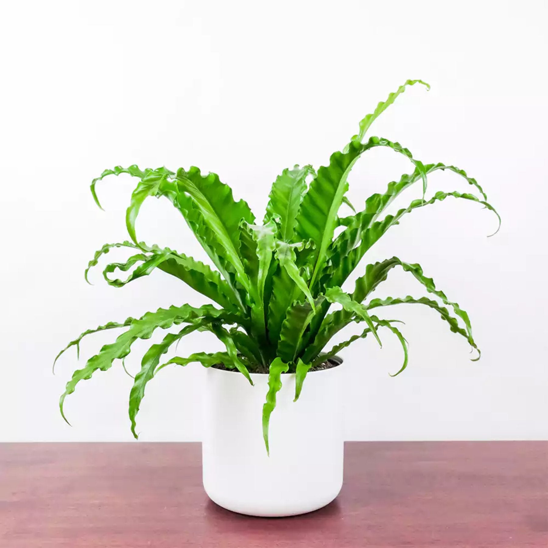 Victoria Bird's Nest Fern potted indoor plant – ships pan-India