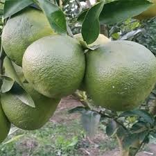Dekopon Orange Plant - Sweet & Seedless Citrus - Fruit