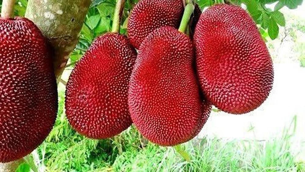 Vietnam Red Jackfruit Plant - Tropical Fruit Tree - Keyfarm Wayanad