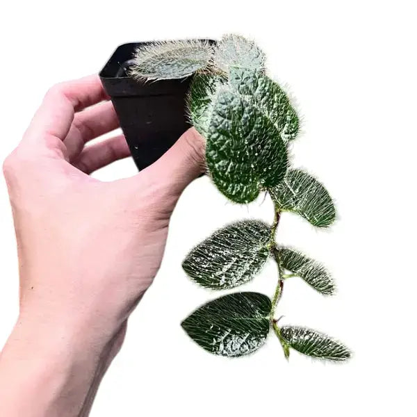 Ficus Villosa