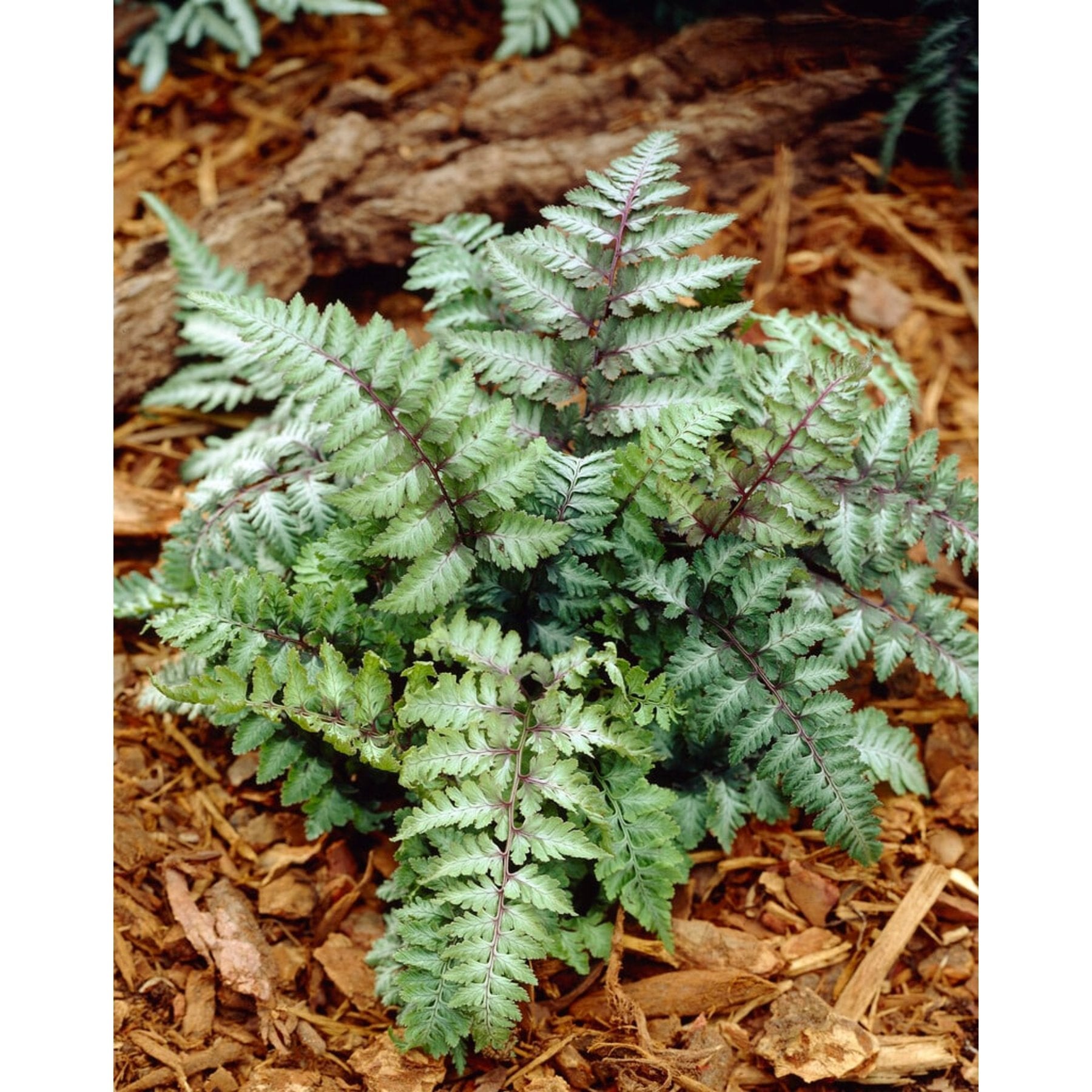 Japanese Painted Fern close up leaf detail – healthy nursery plant – Foliages.in