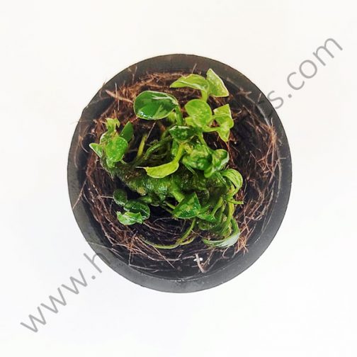 Anubias Nana 'Petite' (small sized plant pot /single plant)