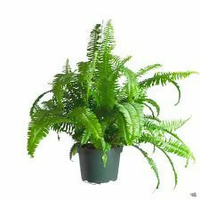 Boston Fern Live Plant - Jiffy Sized Indoor Houseplant