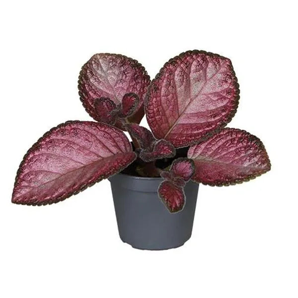 Episcia Malayan Gem - Red Flower