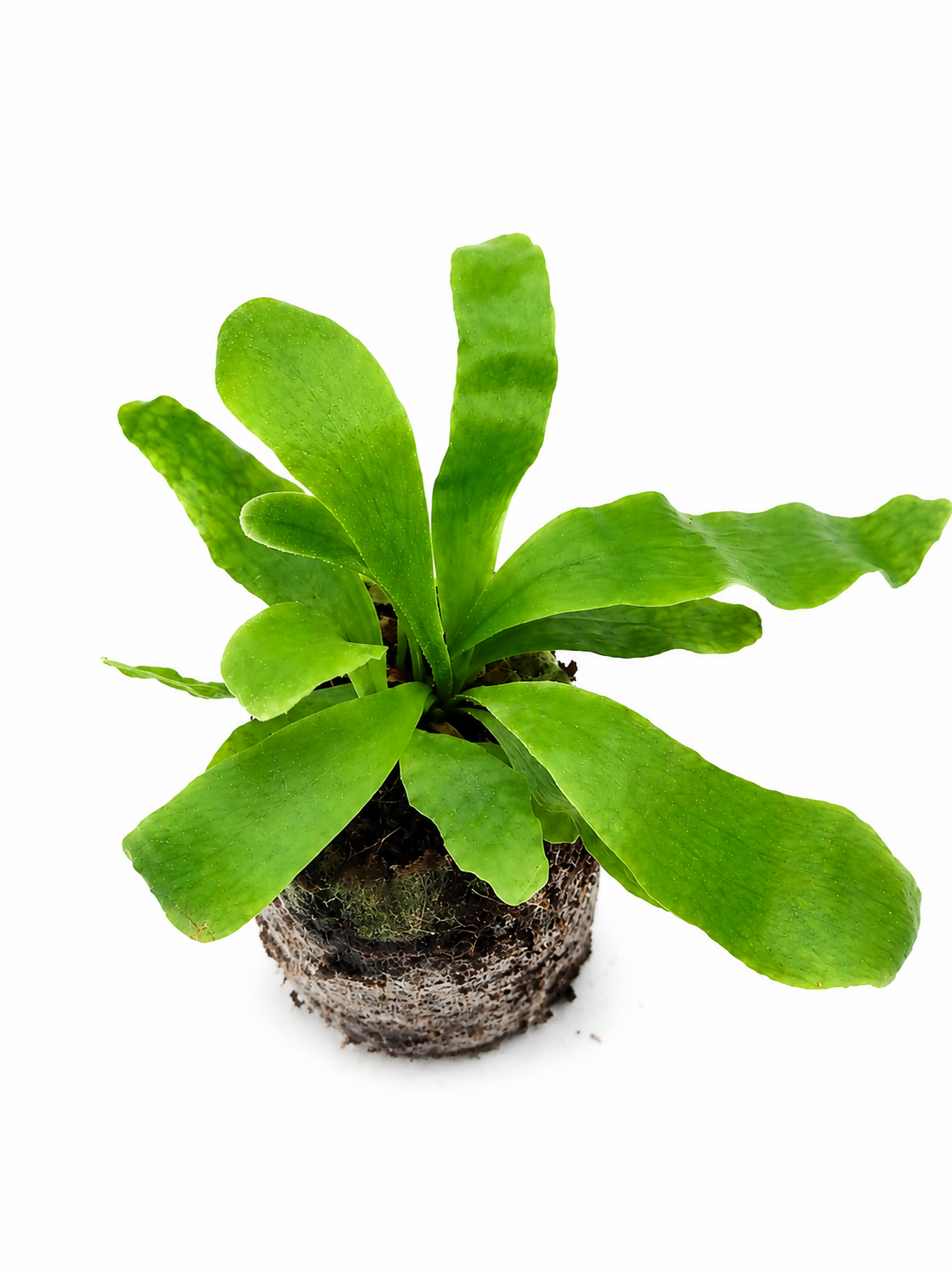 Staghorn Fern – Rare Jiffy TC Plant - Ethereal DNA