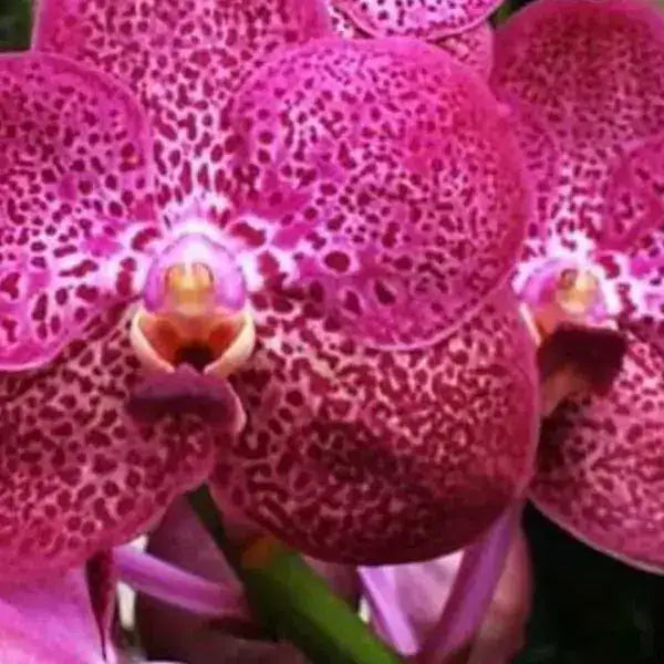 Vanda (VS-021)
