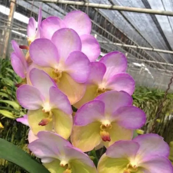 Vanda (VS-025)