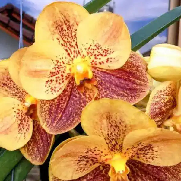 Vanda (VS-026)