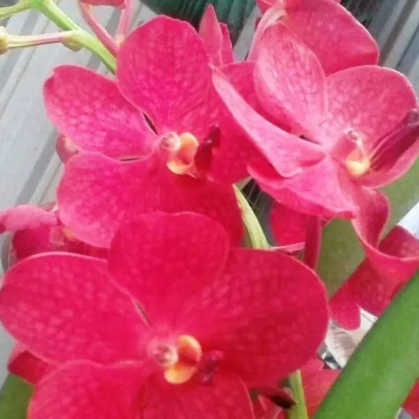 Vanda (VS-029)