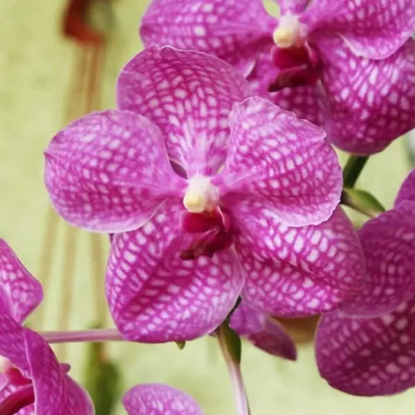 Vanda (VS-033)