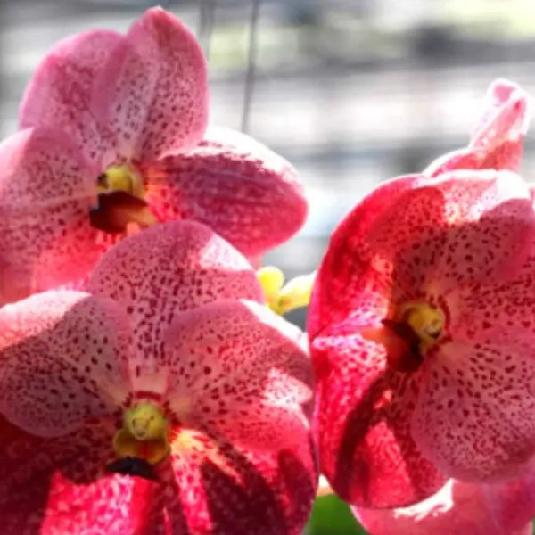 Vanda (VS-034)
