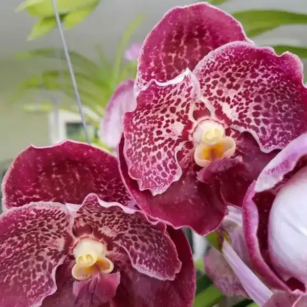 Vanda (VS-035)