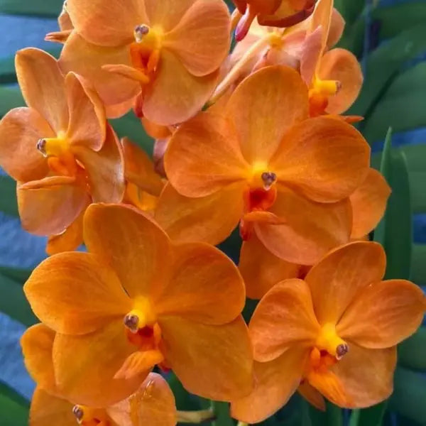 Vanda (VS-036)