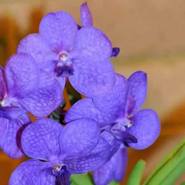 Vanda (VS-037)