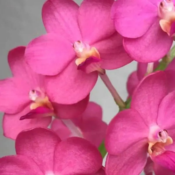 Vanda (VS-038)