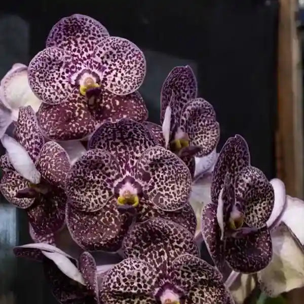 Vanda (VS-041)