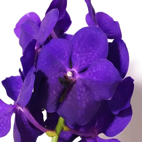 Vanda (VS-040)