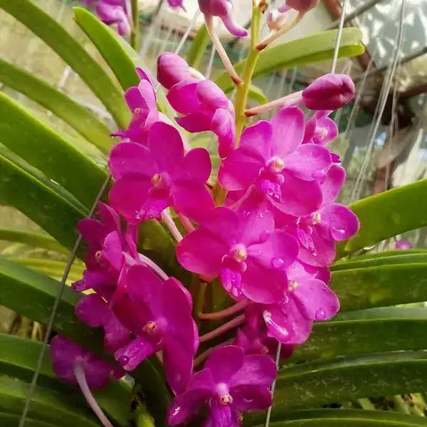 Vanda (VS-042)