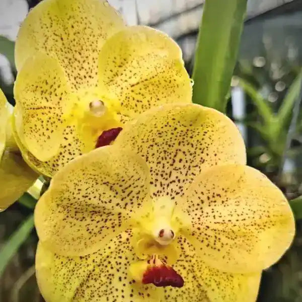 Vanda (VS-043)