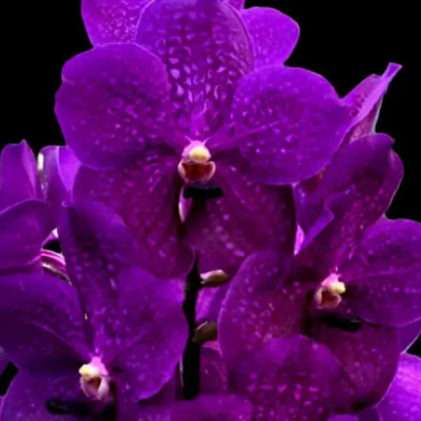 Vanda (VS-045) - Medium