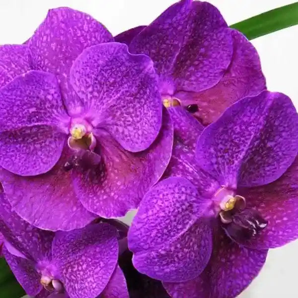 Vanda (VS-046) - Medium