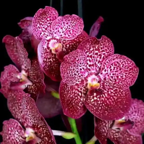 Vanda (VS-047)