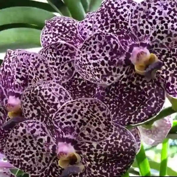 Vanda (VS-048)