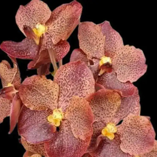 Vanda (VS-050)