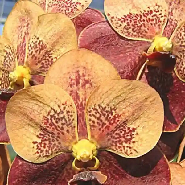 Vanda (VS-050) - Medium