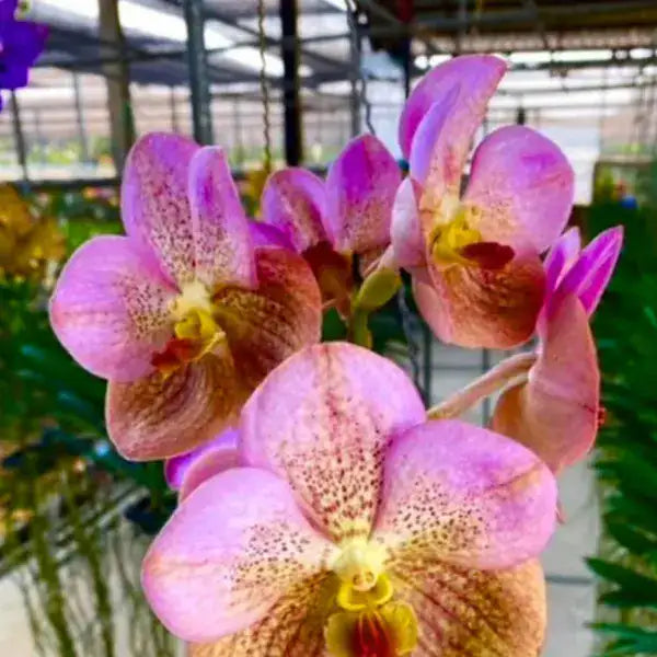 Vanda (VS-051)