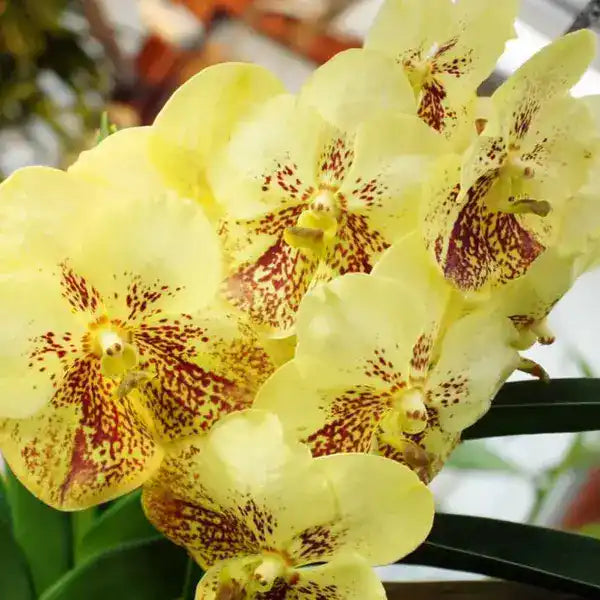 Vanda (VS-055) - Medium