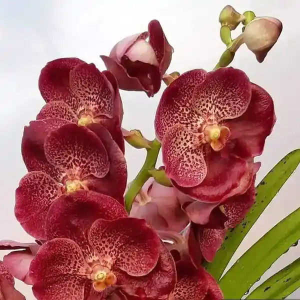 Vanda (VS-042) - Medium