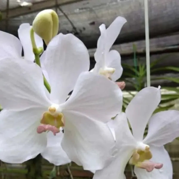 Vanda (VS-051) - Large