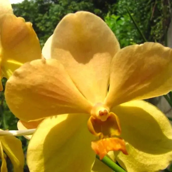 Vanda (VS-052) - Large