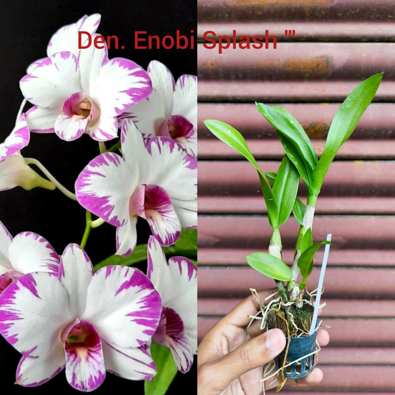 Dendrobium Orchid Enobi Splash