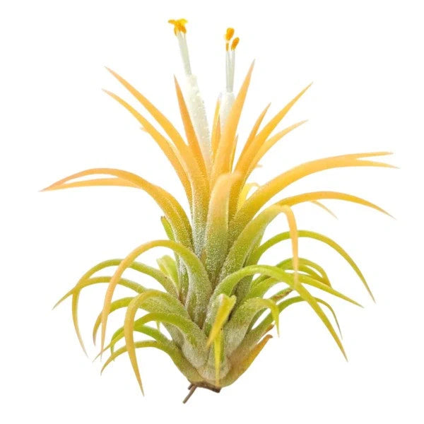 Tillandsia Ionantha Yellow - Air Plant