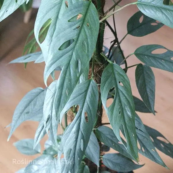 Epipremnum Cebu blue